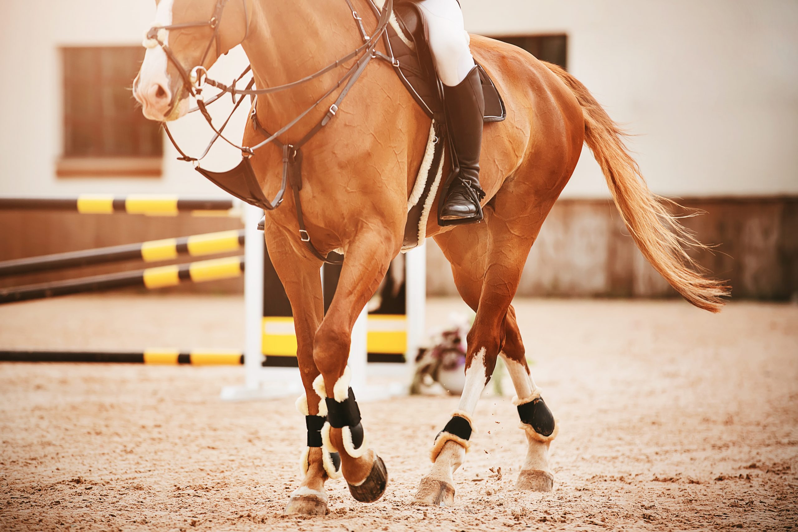 A beautiful sorrel horse with a rider in the saddle and a long tail proudly walks through the sandy arena past the yellow-black barrier, over which it recently jumped. Equestrian sports. Horse riding.